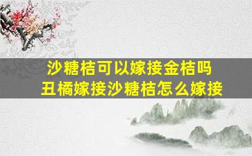 沙糖桔可以嫁接金桔吗 丑橘嫁接沙糖桔怎么嫁接